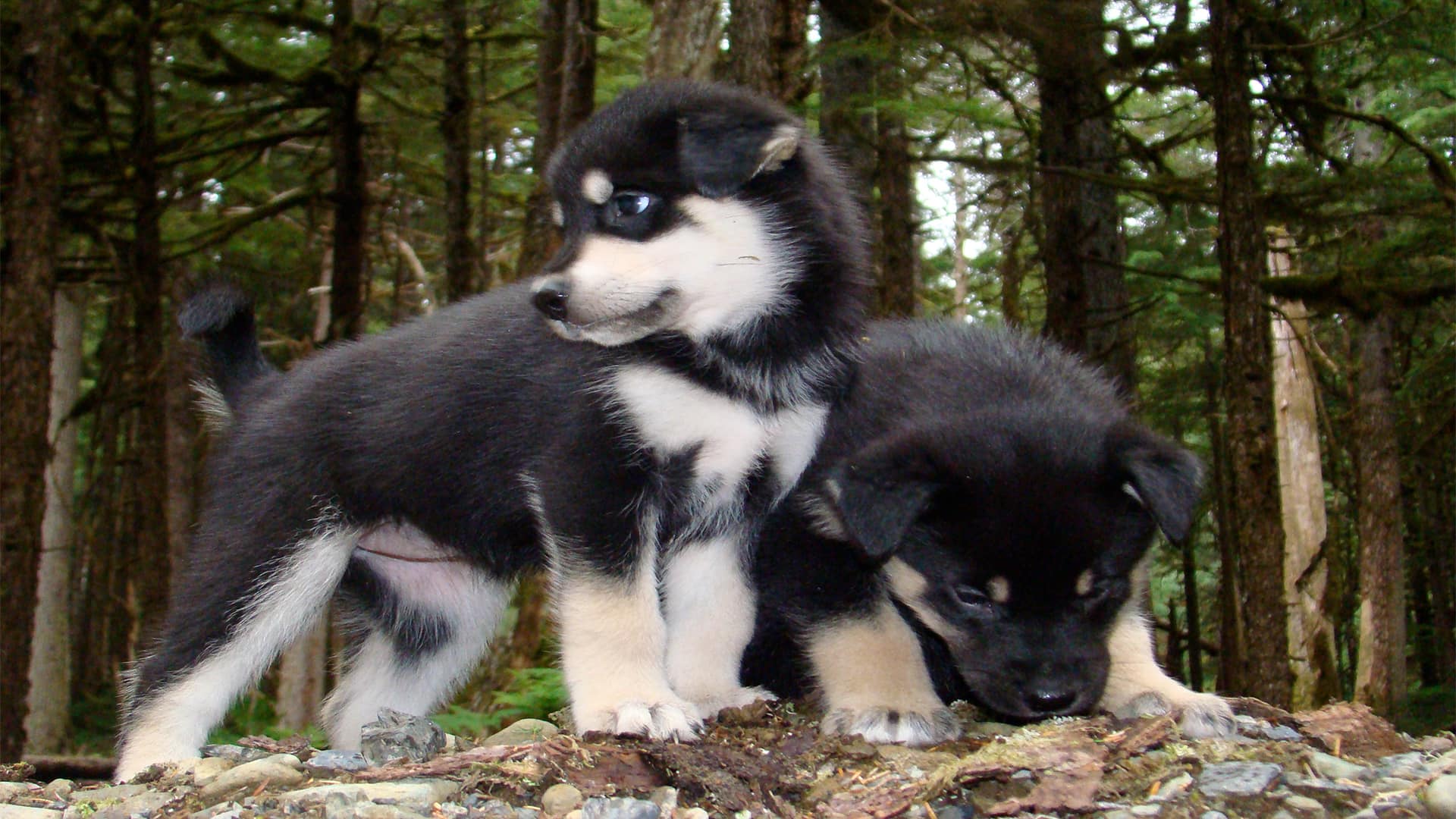 Trineos con perros y campamento de musher 